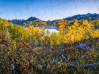 Drzewo, Jesień, Las, Kolorado, Silver Jack Reservoir, Góry, Stany Zjednoczone, Owl Creek Pass