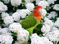 Kolorowa, Białe, Kwiaty, Papuga