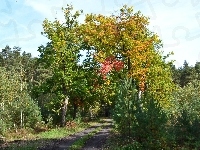 Kolorowe, Dęby, Leśna, Droga, Jesienne