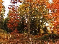 Kolorowe, Jesień, Ogród Dendrologiczny, Drzewa, Liście