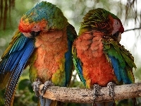 Kolorowe, Gałąź, Dwie, Papugi