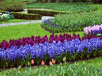 Kwiaty, Ogród, Park, Kolorowe, Trawniki, Hiacynty