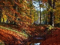 Kolorowe, Drzewa, Park, Jesień, Liście
