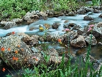 Kolorowe, Rzeka, Kamienie, Kwiatki