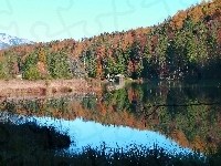 Kolorowe, Jezioro, Las, Drzewa