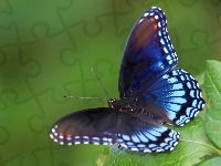Kolorowe, Motyl, Liść, Owad