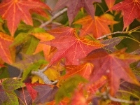 Liście, Kolorowe, Jesień