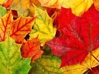 Liście, Kolorowe, Jesieni