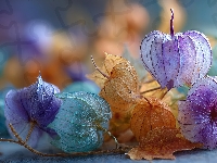 Rośliny, Kolorowe, Miechunki, Grafika AI