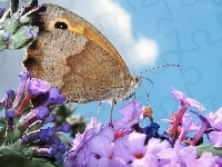 Kolorowe, Owad, Motyl, Kwiaty