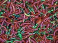Papryczki, Kolorowe, Chili