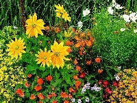Kolorowe, Park, Rabata, Kwiaty