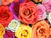 Kolorowe Róże