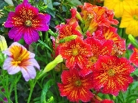 Kolorowe, Tujałka, Salpiglossis, Kwiaty