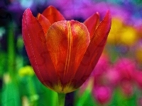 Kolorowe, Czerwony, Tulipan, Tło