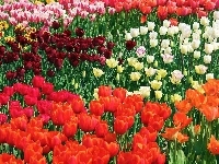 Kolorowe, Tulipany
