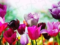 Kolorowe, Tulipany