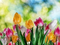 Kolorowe, Tulipany