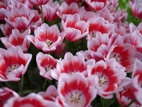 Kolorowe, Tulipany