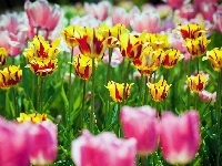 Kolorowe, Tulipany