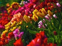 Kolorowe, Tulipany