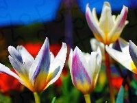 Kolorowe, Tulipany