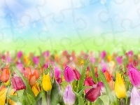 Tulipany, Kolorowe, Bokrh