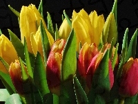 Tulipany, Kolorowe, Bukiet