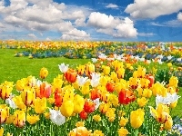 Tulipany, Kolorowe, Chmury