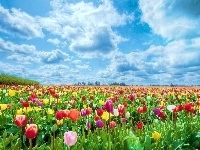 Tulipany, Kolorowe, Chmury