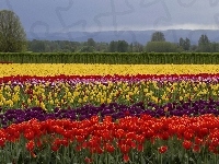 Tulipany, Kolorowe, Drzewa
