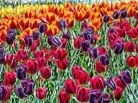 Tulipany, Kolorowe, Fractalius