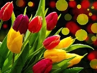 Tulipany, Kolorowe, Kółka