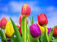 Tulipany, Kolorowe, Krople