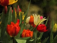 Tulipany, Kolorowe, Kwiaty