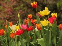 Tulipany, Kolorowe, Kwiaty
