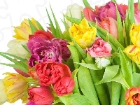 Tulipany, Kolorowe, Liście