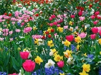 Tulipany, Kolorowe, Żonkile
