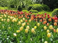 Krzewy, Kwiaty, Park, Kolorowe, Drzewa, Tulipany