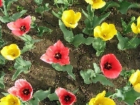 Tulipany, Kolorowe, Pole