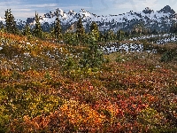 Drzewa, Jesień, Park Narodowy Mount Rainier, Góry, Kolorowe, Stan Waszyngton, Stany Zjednoczone, Tatoosh Range, Rośliny