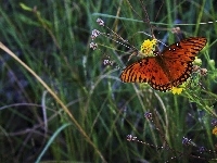 Kolorowy, Łąka, Mlecze, Motyl