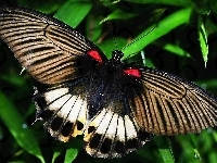 Kolorowy, Motyl