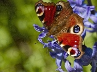 Motyl, Kolorowy, Kwiat
