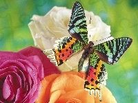 Kwiaty, Motyl, Kolorowy