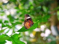 Motyl, Kolorowy, Liść