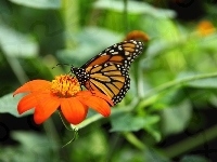 Motyl, Kolorowy, Monarcha