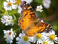Motyl, Kolorowy, Rumianki