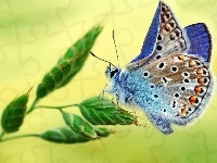 Modraszek ikar, Kolorowy, Motyl, Trawa