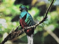 Ptak, Kolorowy, Quetzal